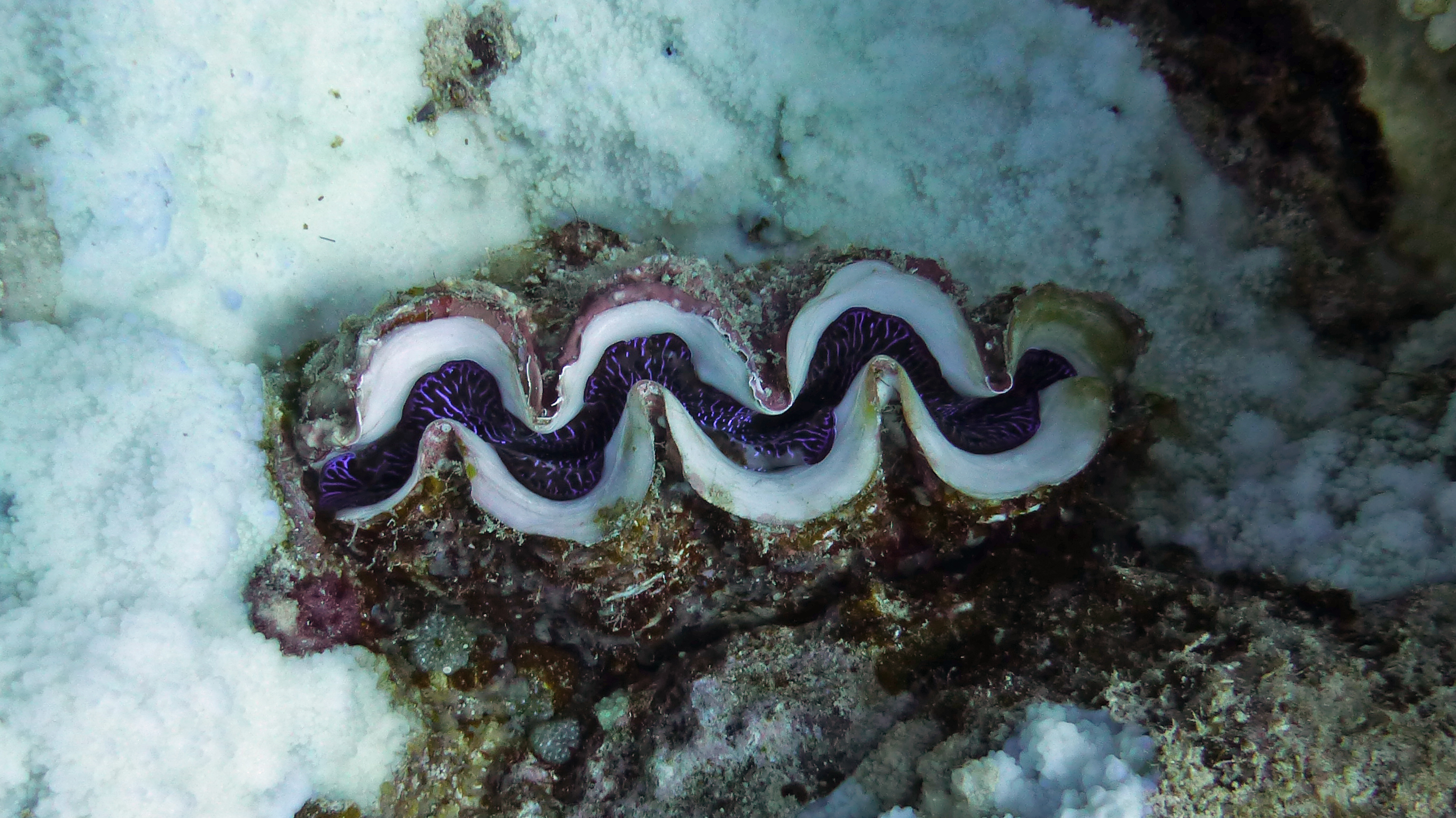 Giant clam, Taotoi, Mo'orea, French Polynesia 2019.